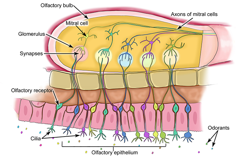 A diagram showing that Cilia and olfactory receptors pick up smells which are turned into electrical signals and sent to the brain through mitral cell axons